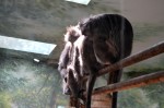 monkey at columbus zoo