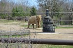 elephants at zoo