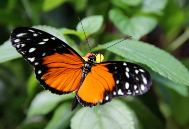 blooms and butterflies Franklin Park Conservatory