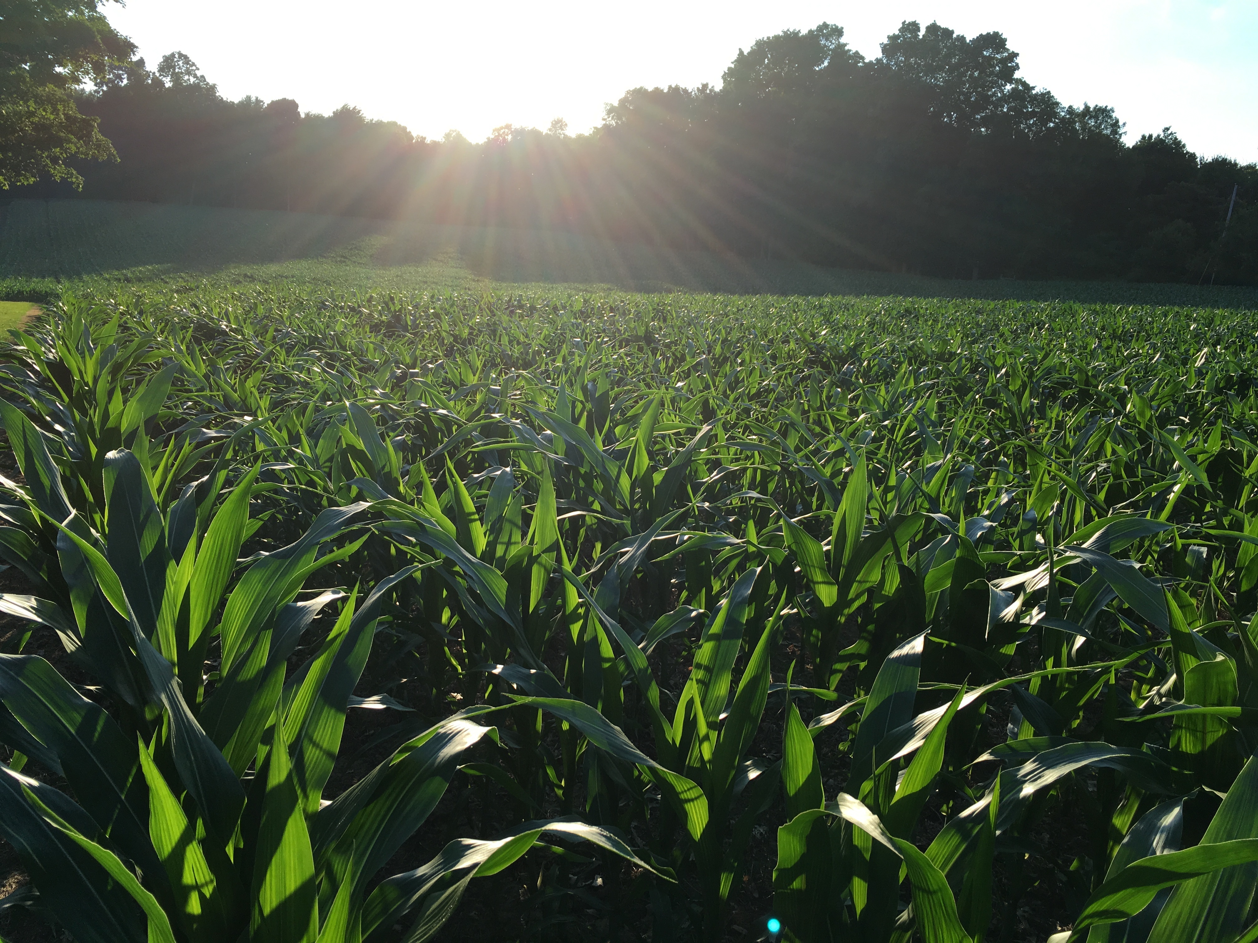 corn-field-country-columbus-on-the-cheap