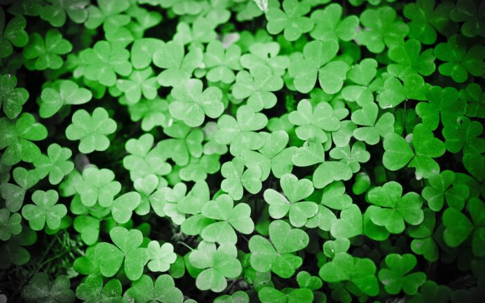 100+ St. Patrick's Day HD Wallpapers and Backgrounds