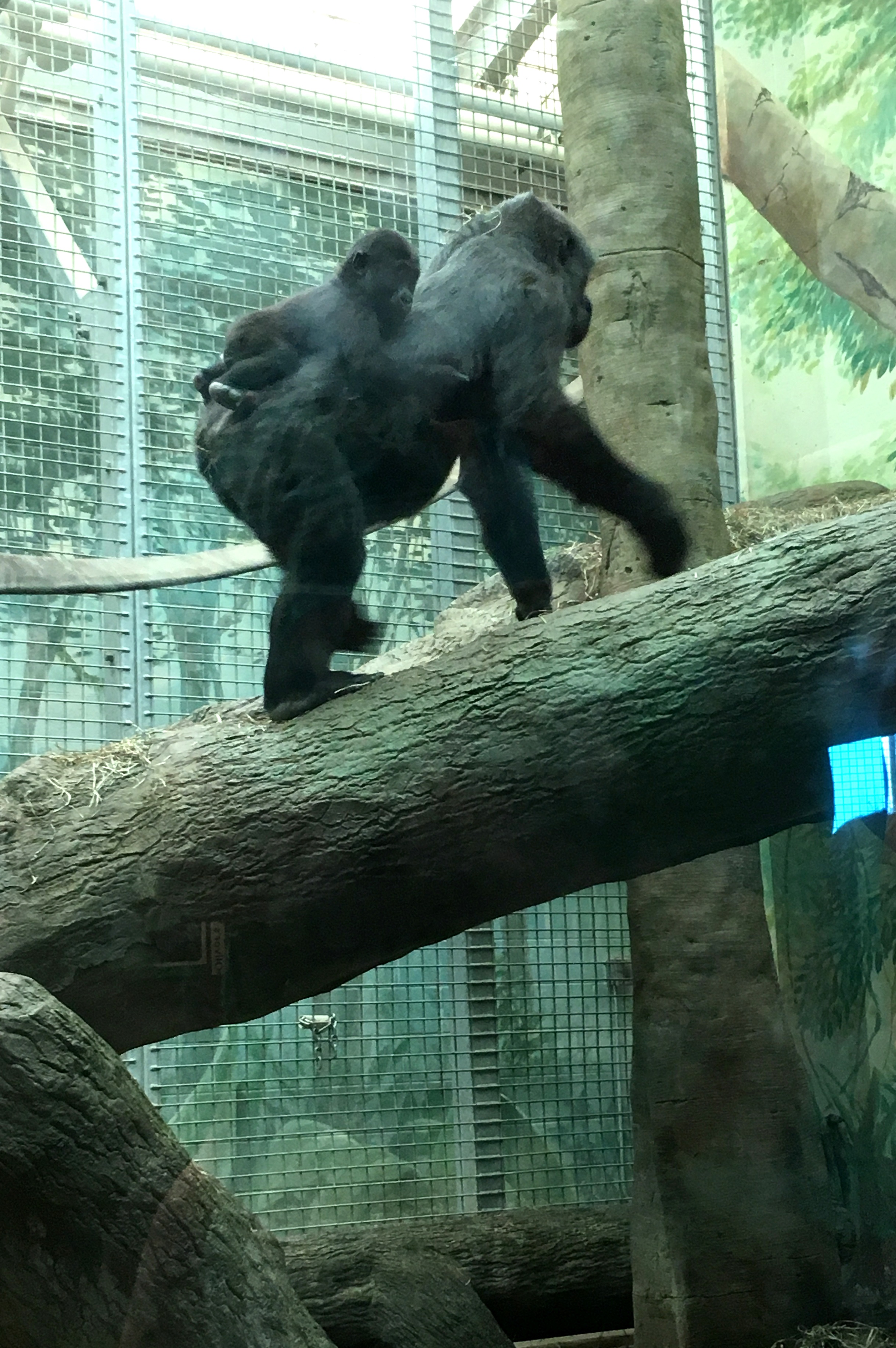 columbus zoo food columbus zoo food