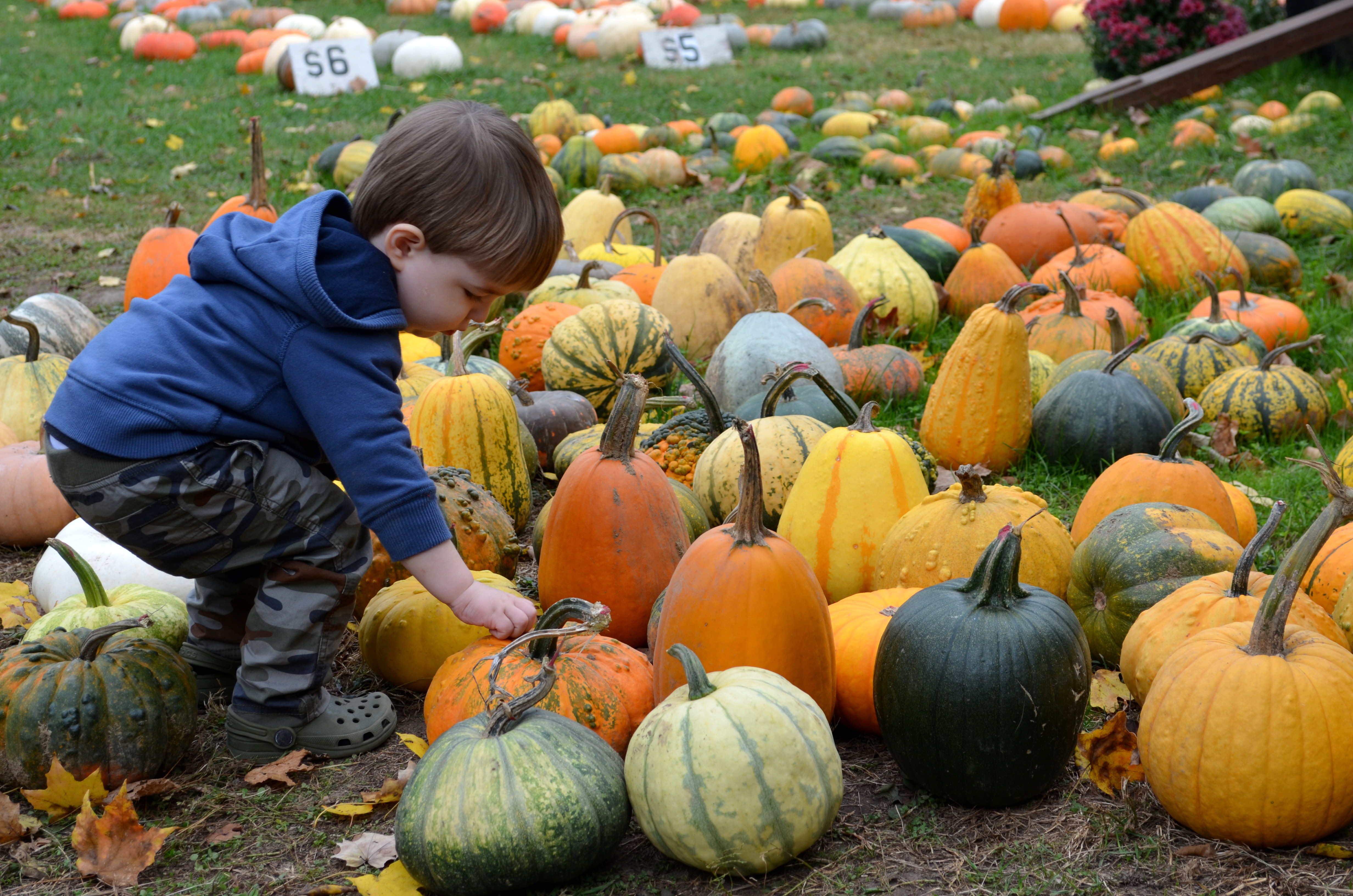 Columbus Gas Prices >> Columbus Pumpkin Patches, Farm Activities, and Corn Mazes Columbus Gas Prices >> Columbus Pumpkin Patches, Farm Activities, and Corn Mazes