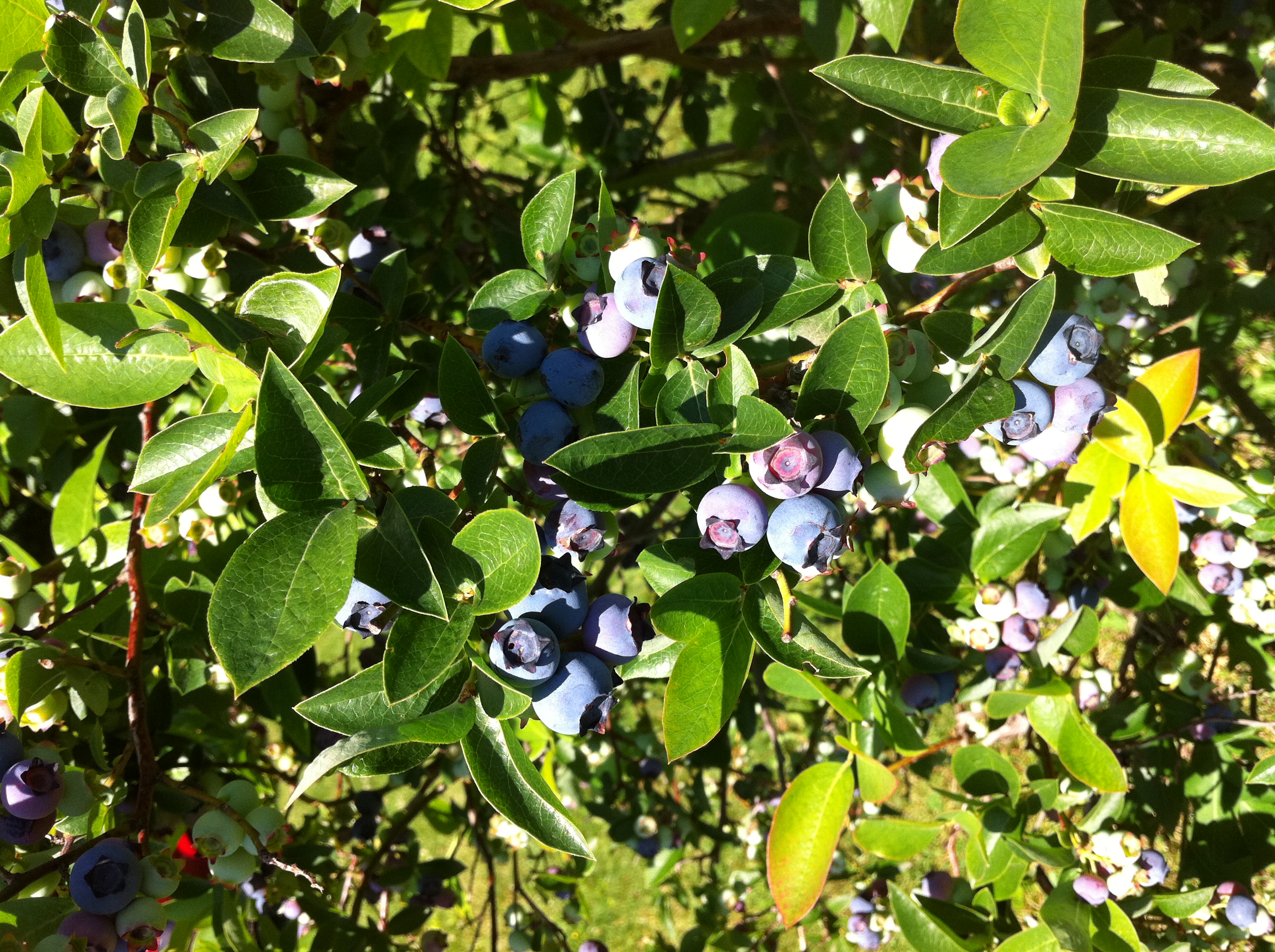 blueberries Columbus on the Cheap