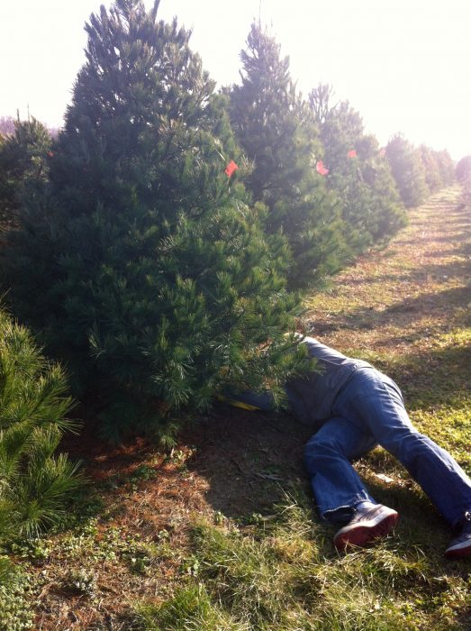 Christmas Tree Farms In Columbus And Central Ohio Christmas Tree Junction, 430 Willey Road, Delaware, Ohio Phone 740-363-9105 - Christmas Tree Farms In Columbus And Central Ohio
