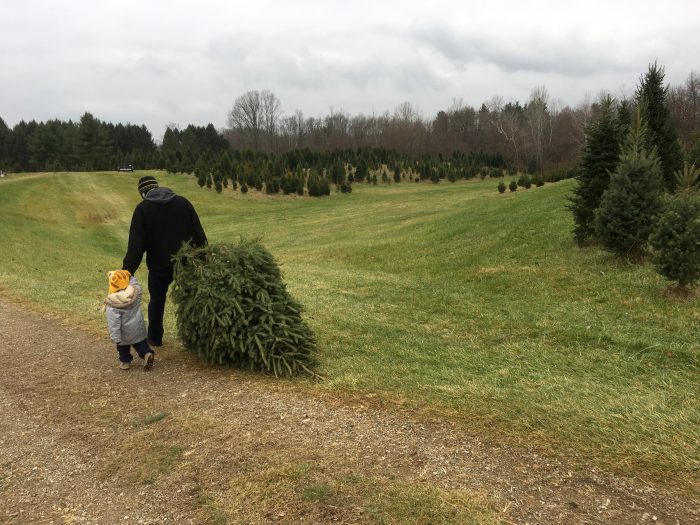christmas tree farms in columbus and central ohio christmas tree farms in columbus and central ohio