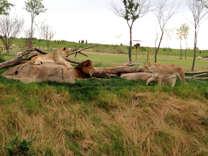 columbus zoo tickets and