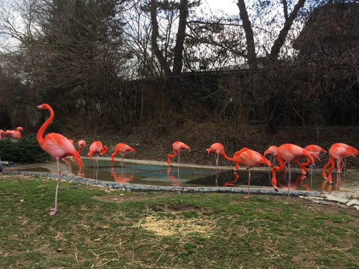 Columbus zoo discount coupons