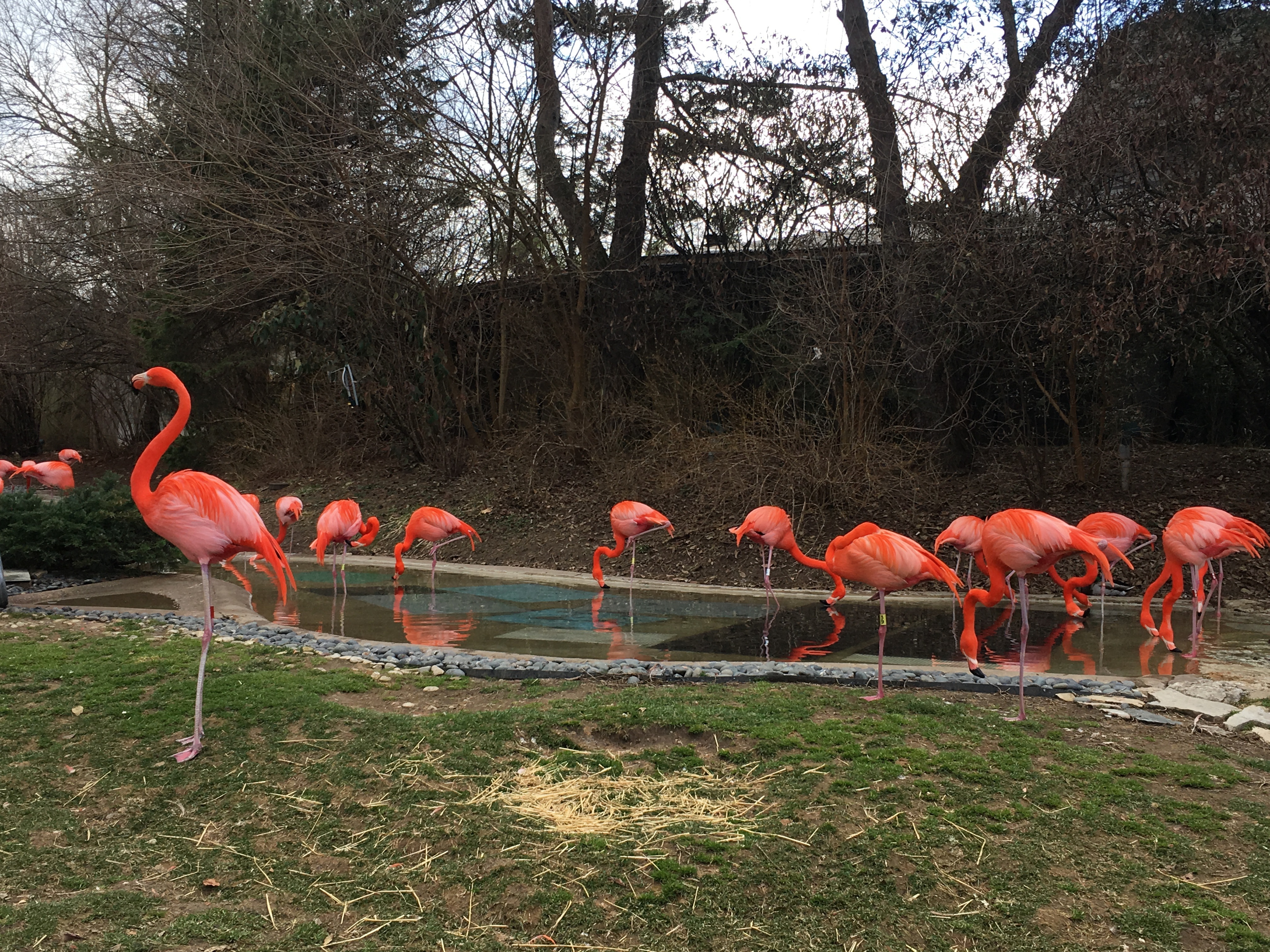 columbus zoo careers columbus zoo careers