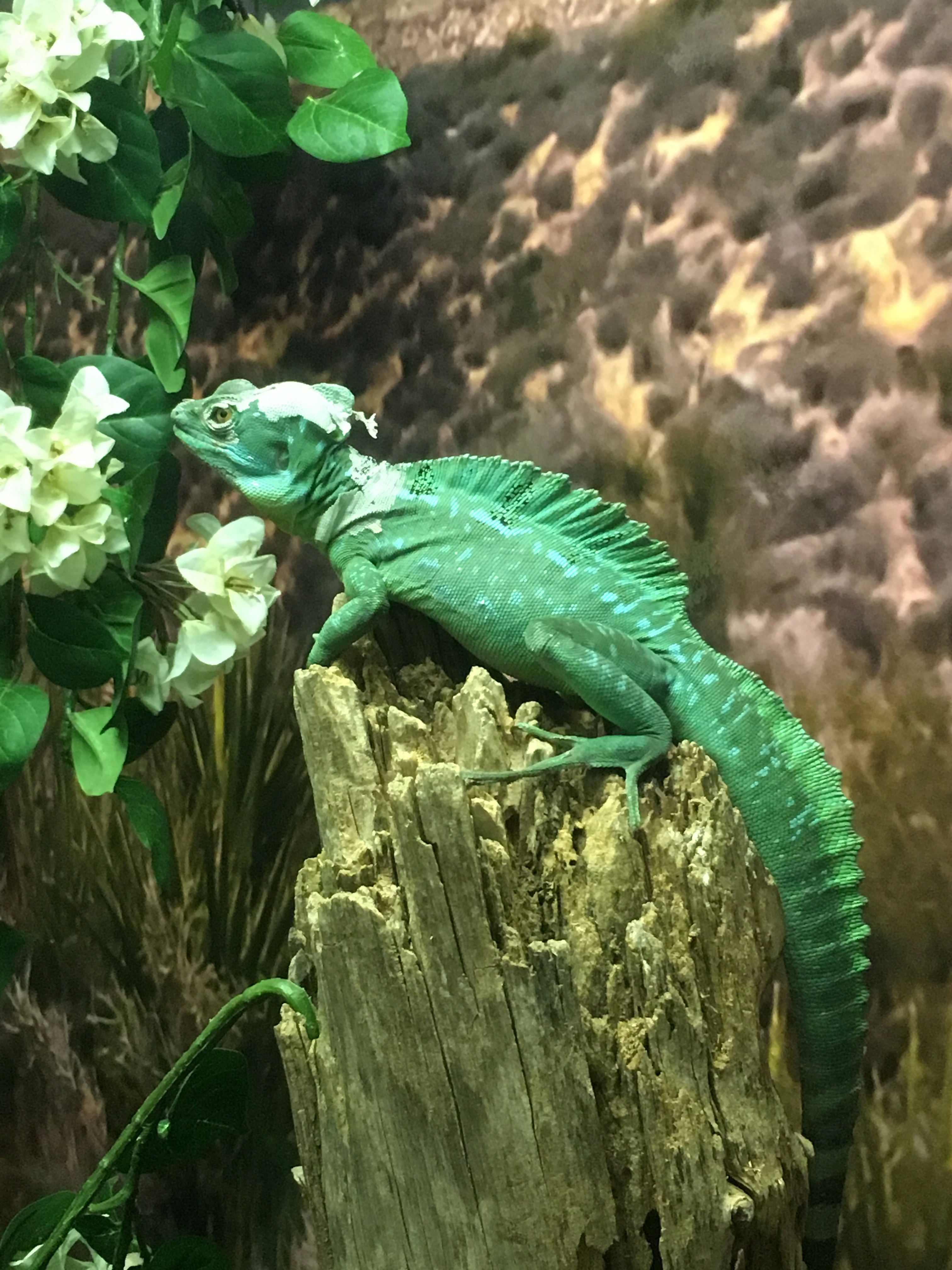 Discount coupons for cosi columbus