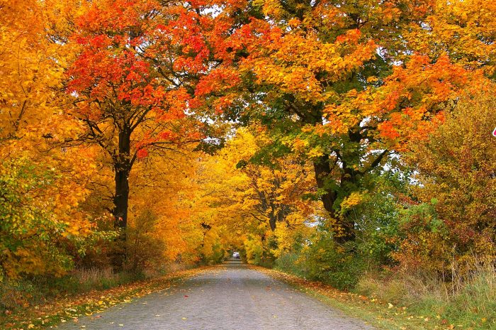 Best hikes and scenic drives for Fall Color in Ohio 2023 - Columbus on ...