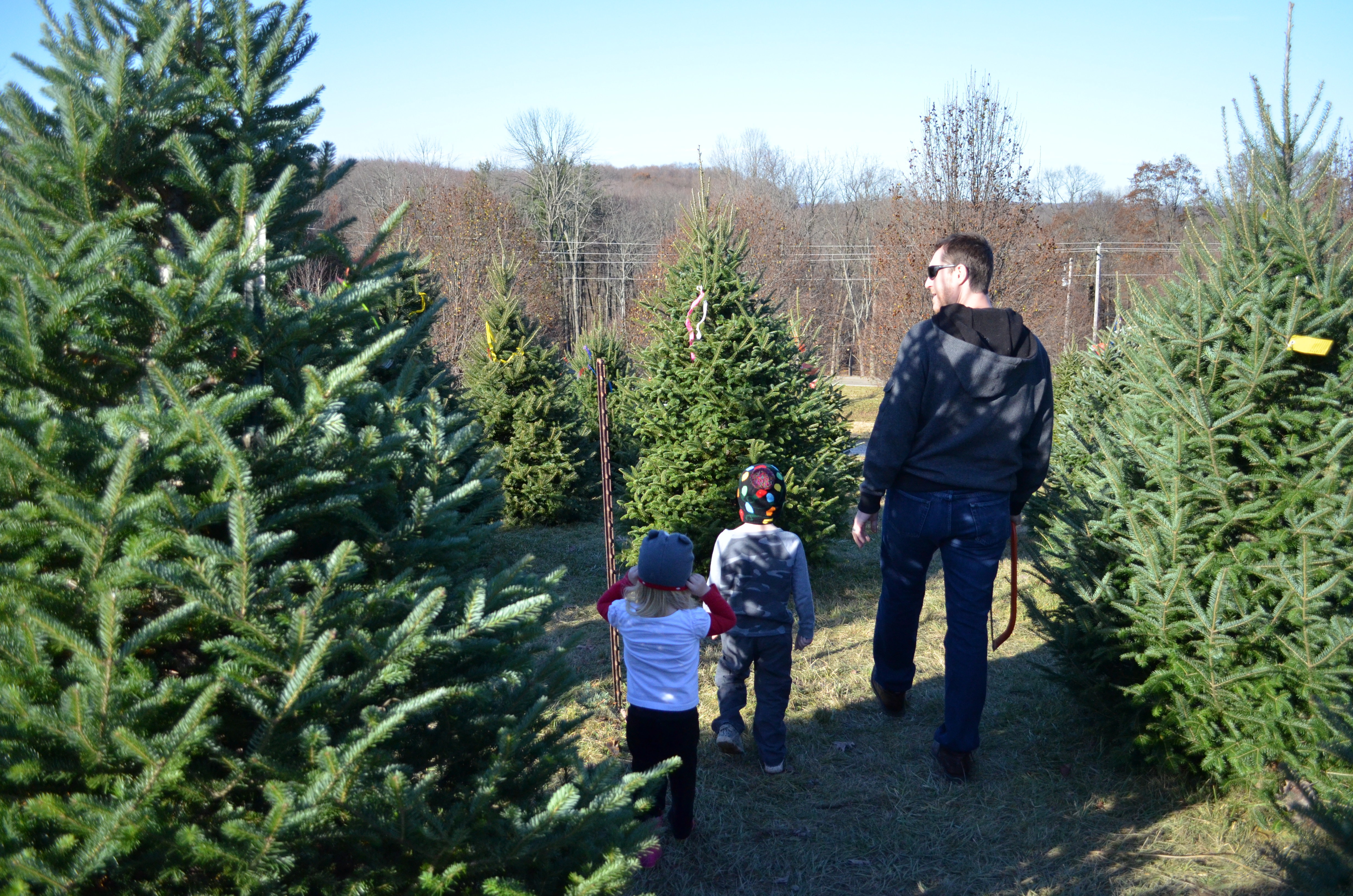 christmas tree farm Columbus on the Cheap