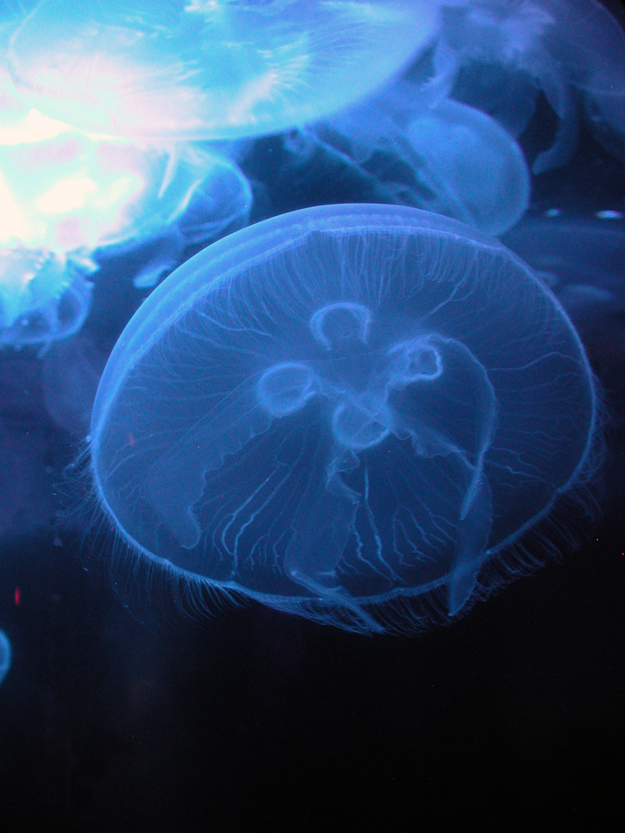 Moon_Jellies newport aquarium Columbus on the Cheap