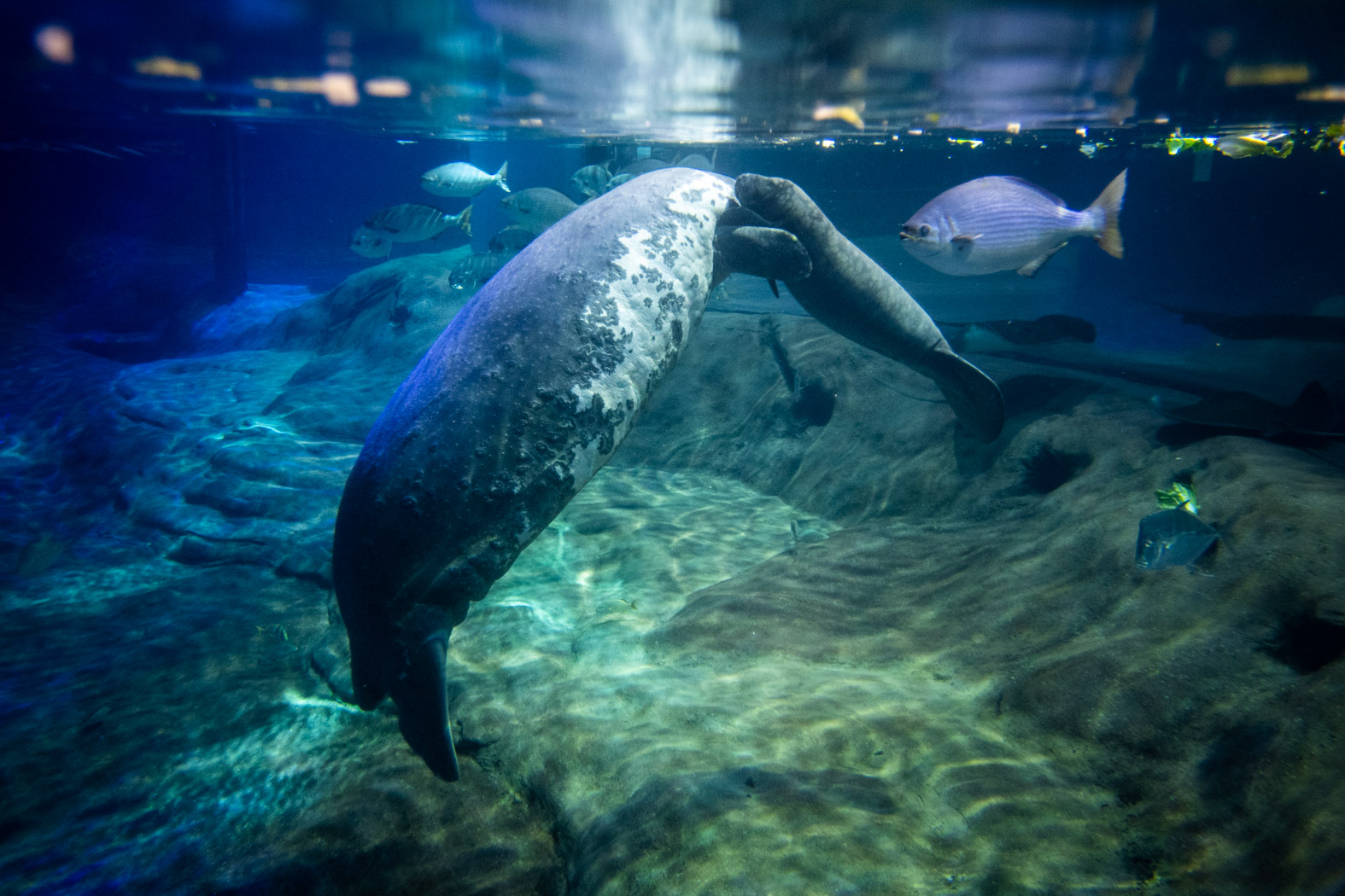 Discounts and Free Days at Columbus Zoo and Aquarium