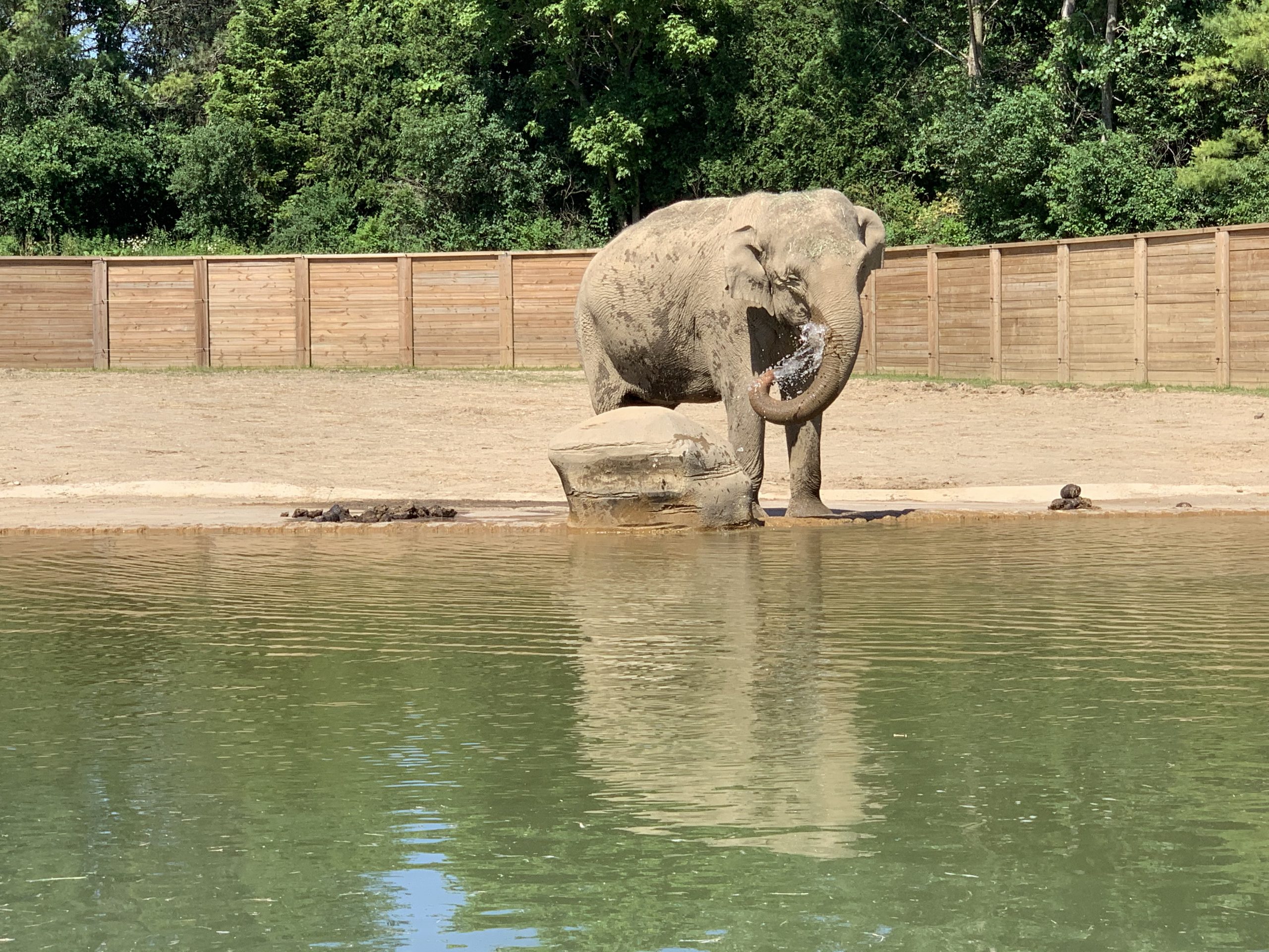columbus zoo elephant columbus zoo elephant