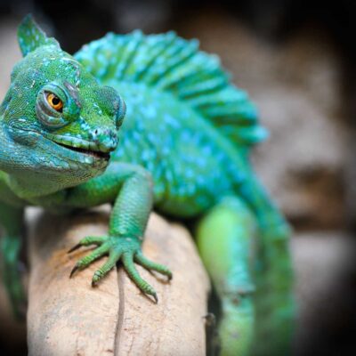 All Ohio Reptile Show