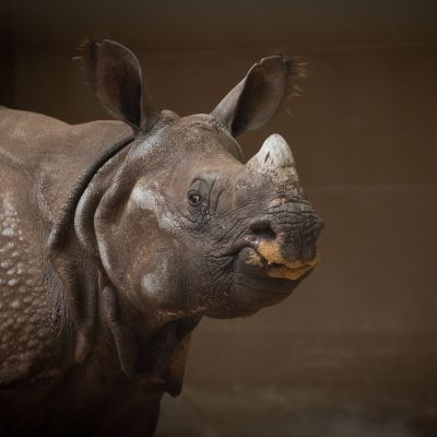 rhino columbus zoo