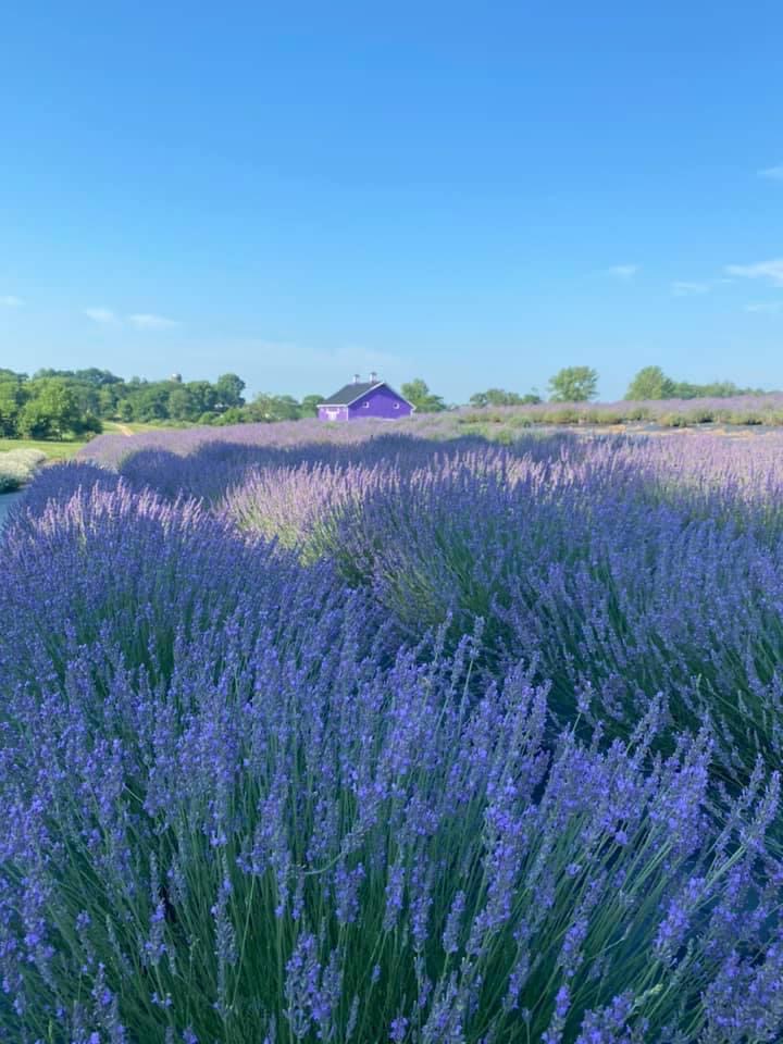 Sunset Ridge Lavender Farm (2) Columbus on the Cheap