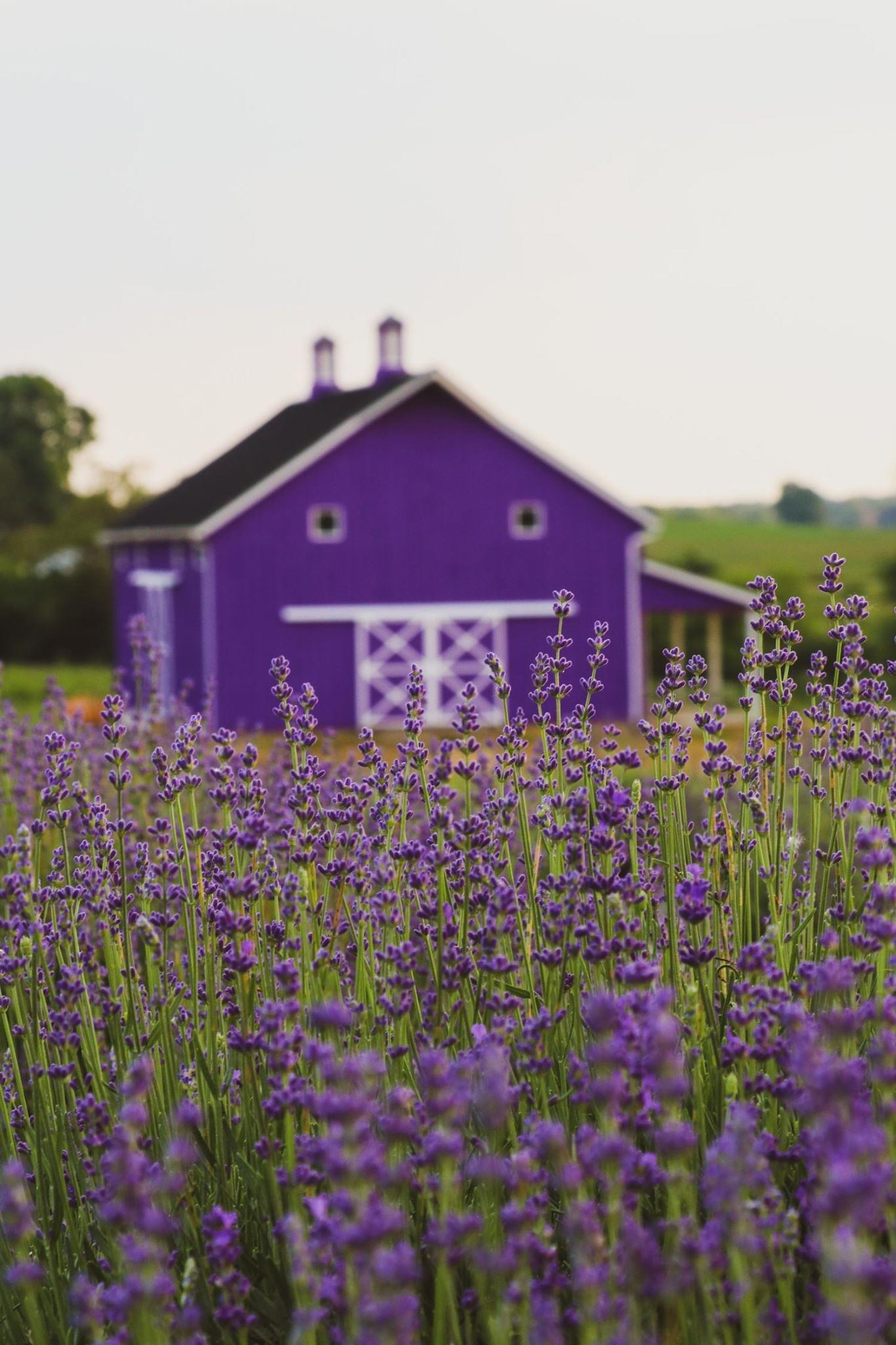Visits these fields and farms with Lavender in Ohio
