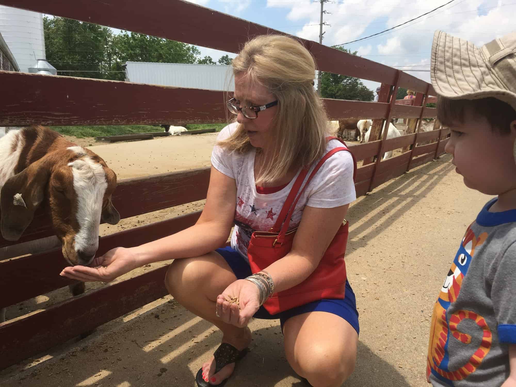 Youngs Jersey Dairy petting farm Columbus on the Cheap