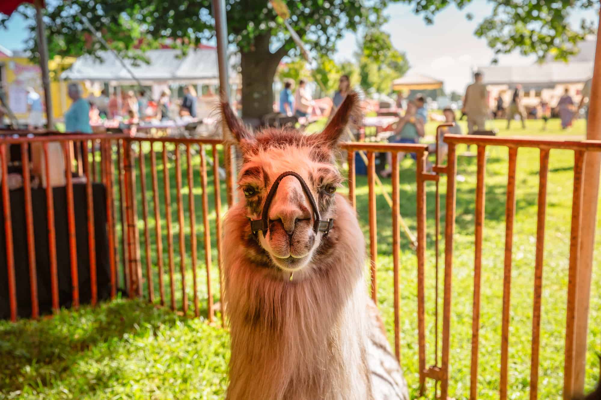 Young’s Jersey Dairy Fun through the year Columbus on the Cheap